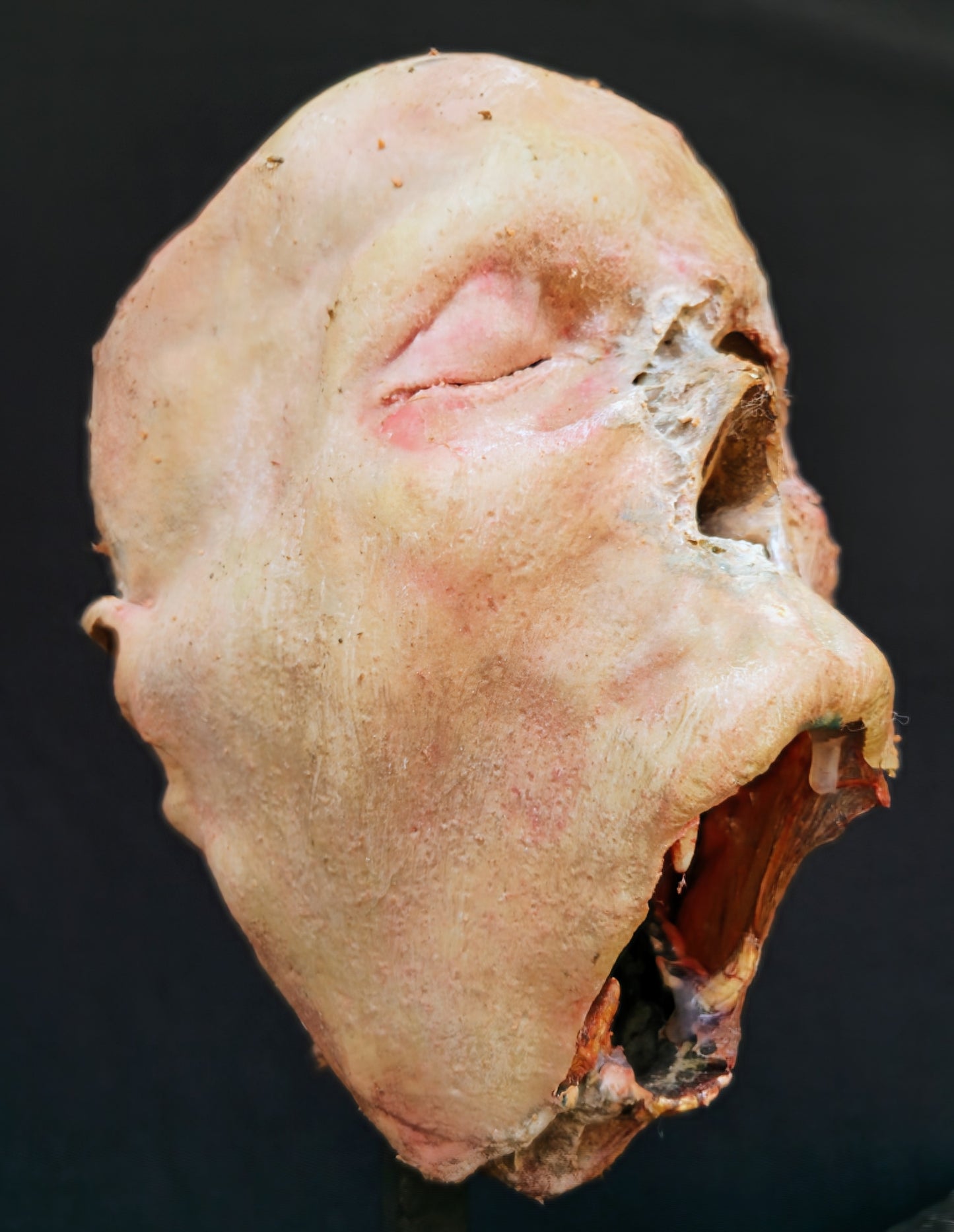 Dessicated Vampire Head