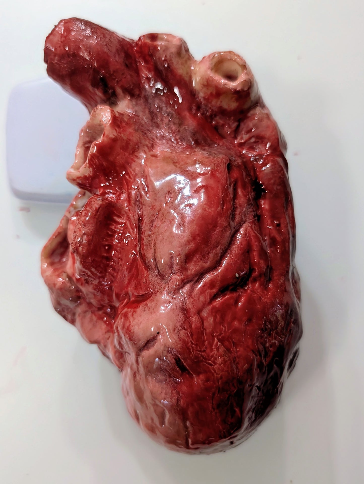 Prop Human Heart