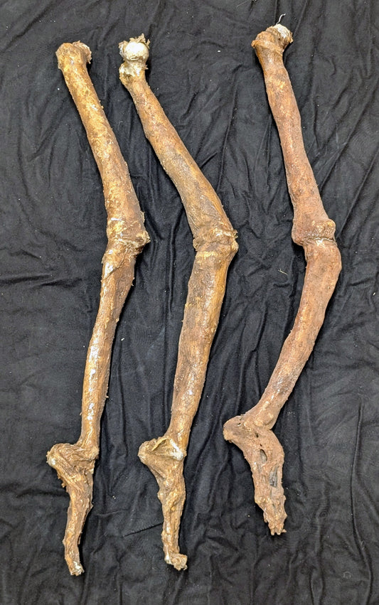 Mummy Leg