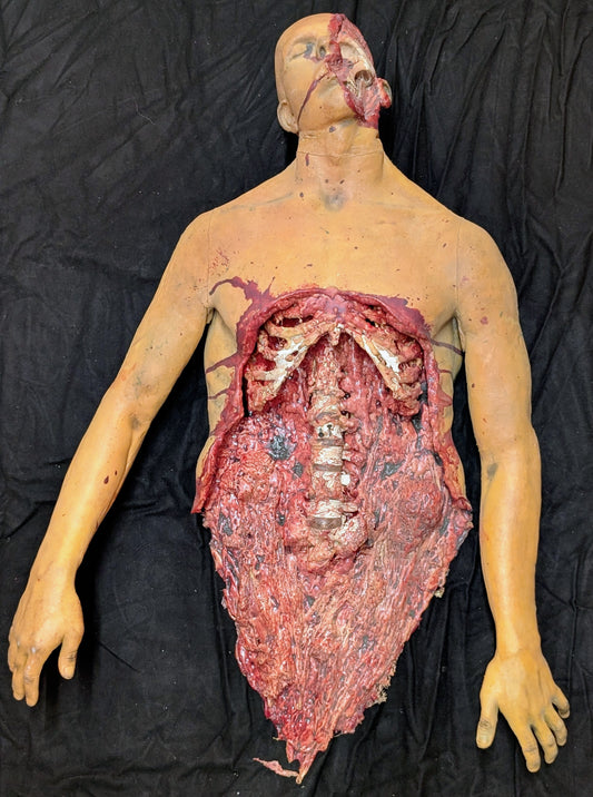 Male Half Torn (Top) - Albert