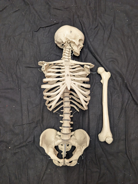 Human Rib Cage and Spine, with Skull