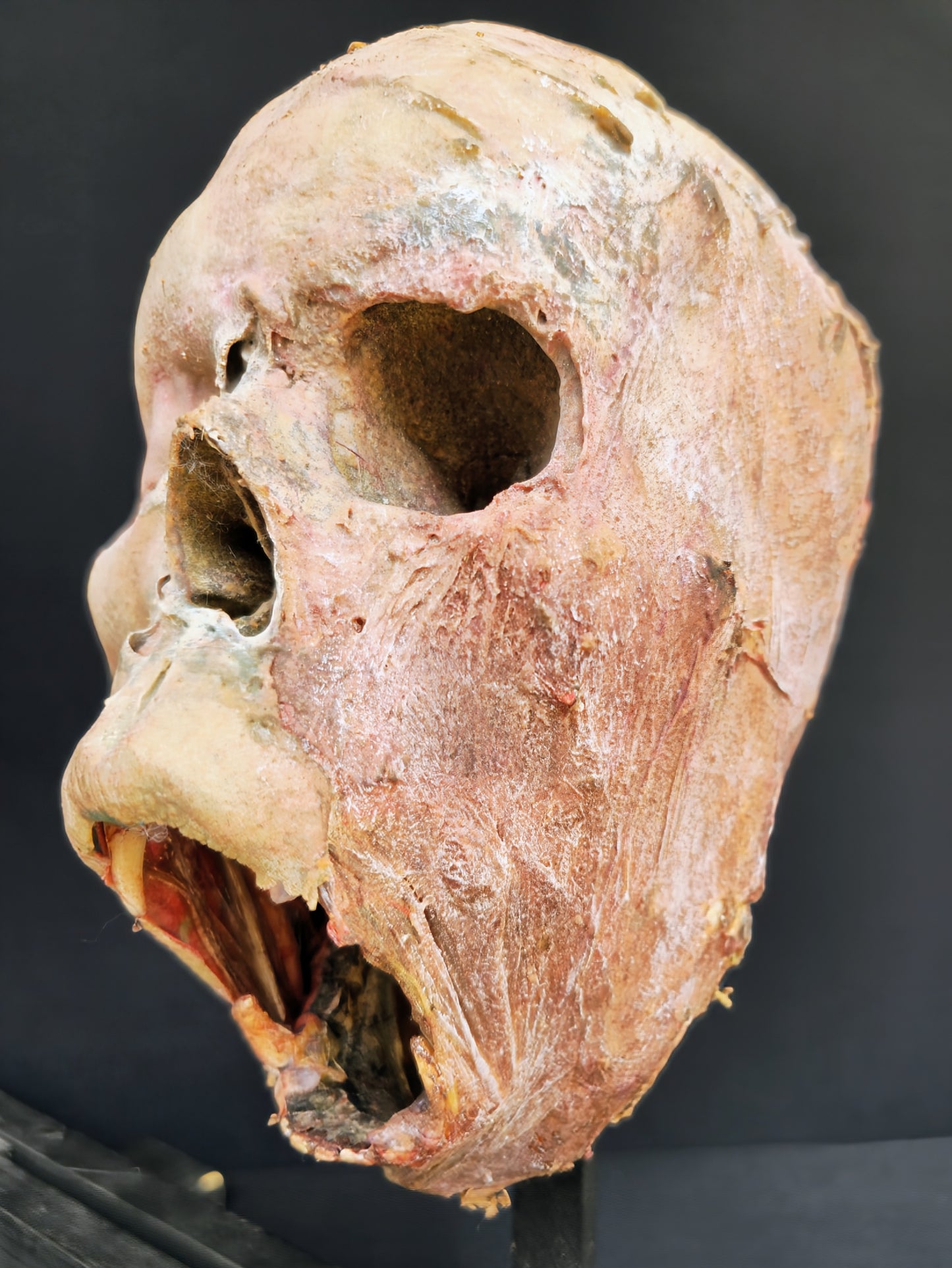 Dessicated Vampire Head
