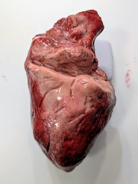 Prop Human Heart